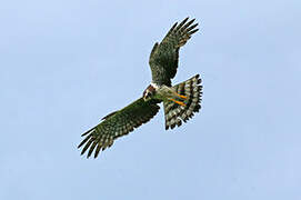 Long-winged Harrier