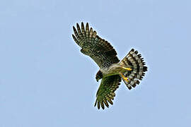 Long-winged Harrier