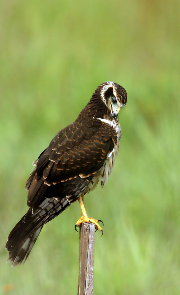 Long-winged Harrier, identification