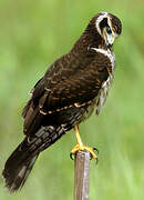 Long-winged Harrier