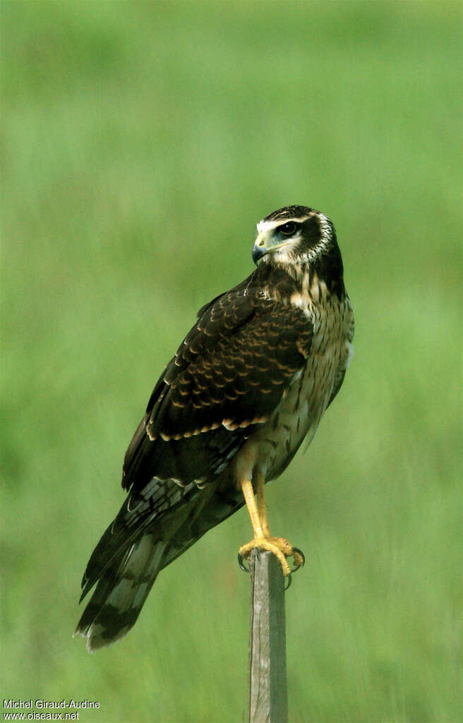 Long-winged Harrier female adult, identification