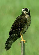 Long-winged Harrier