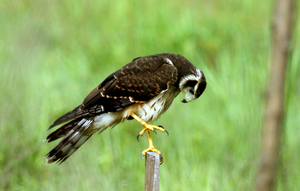 Long-winged Harrier