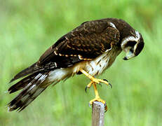 Long-winged Harrier