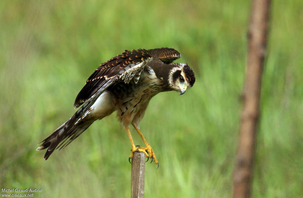 Long-winged Harrier female adult, aspect