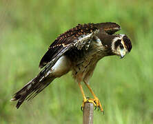 Long-winged Harrier