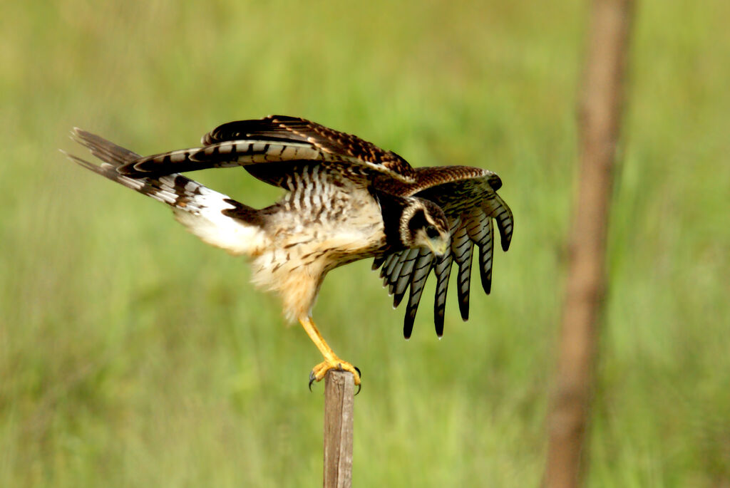 Long-winged Harrier