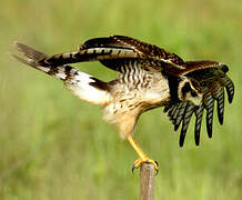 Long-winged Harrier