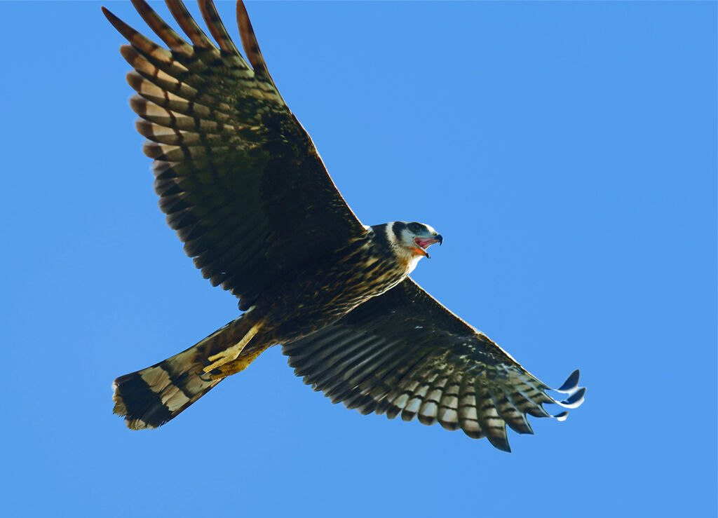 Long-winged Harrier, identification