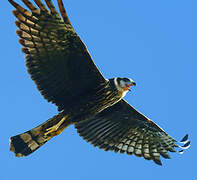 Long-winged Harrier