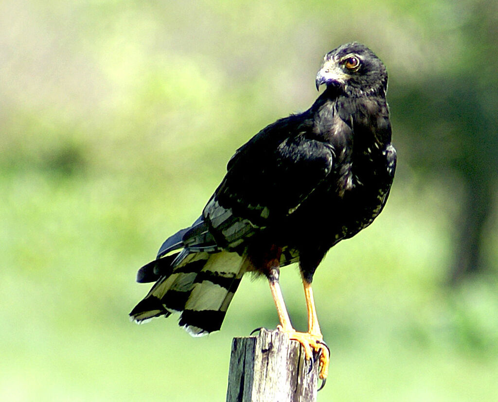 Long-winged Harrier