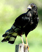 Long-winged Harrier