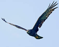 Long-winged Harrier