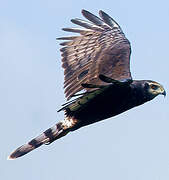 Long-winged Harrier