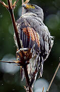 Roadside Hawk