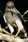 Roadside Hawk