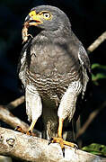 Roadside Hawk