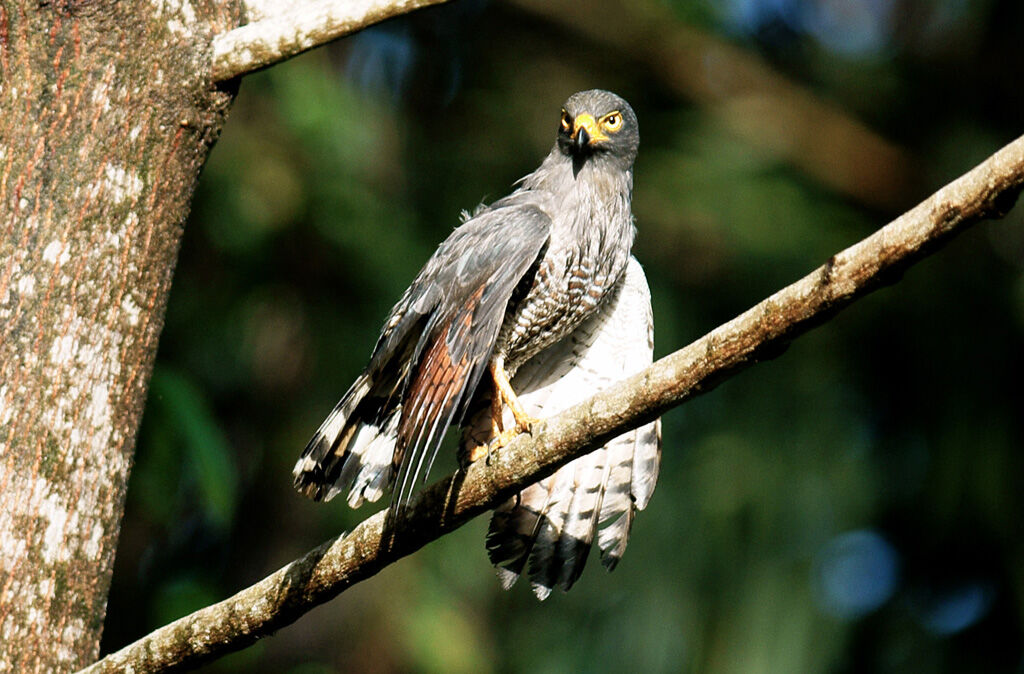 Roadside Hawk