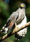 Roadside Hawk