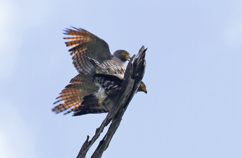 Roadside Hawk , Behaviour