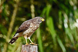 Roadside Hawk