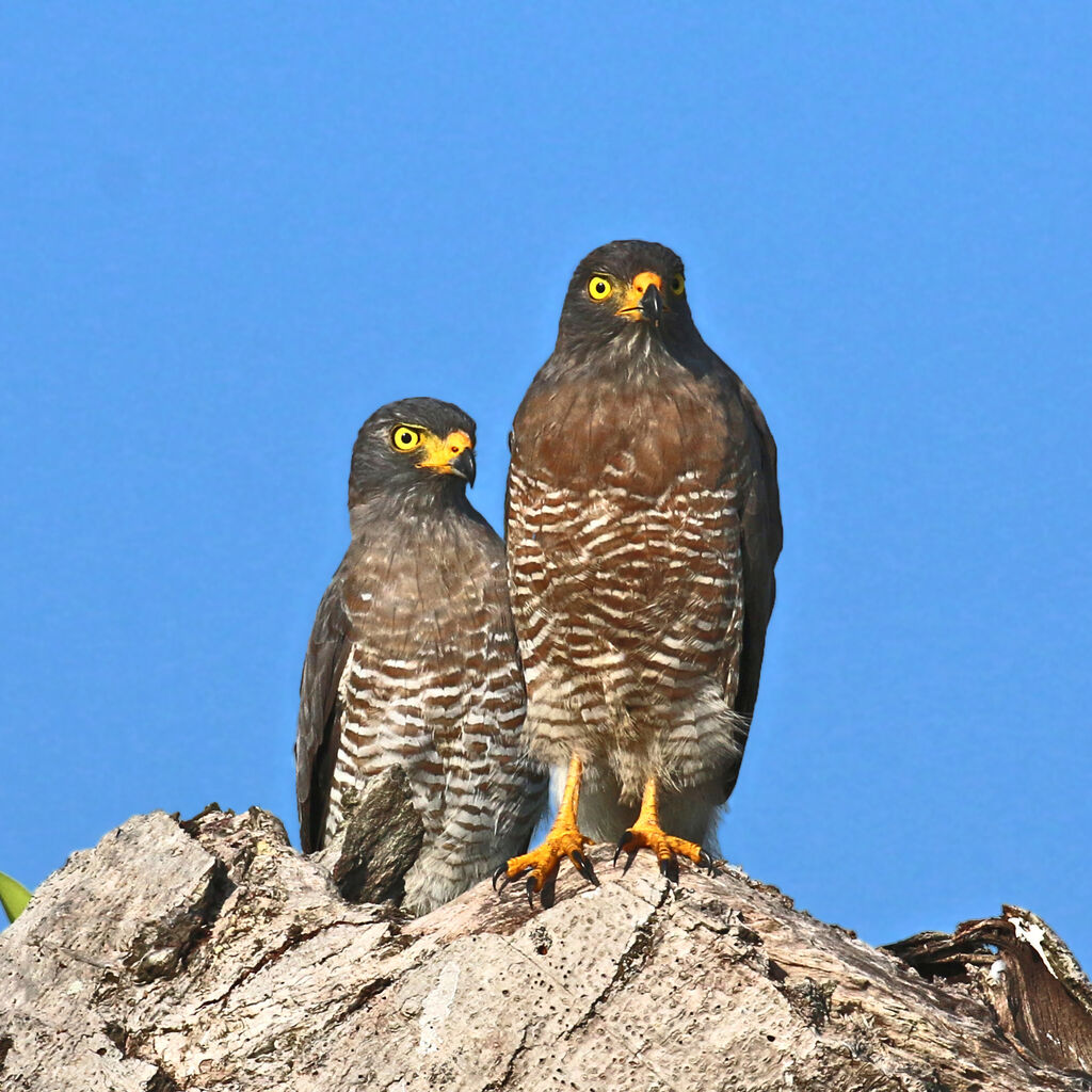 Roadside Hawkadult