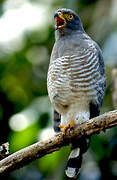 Roadside Hawk