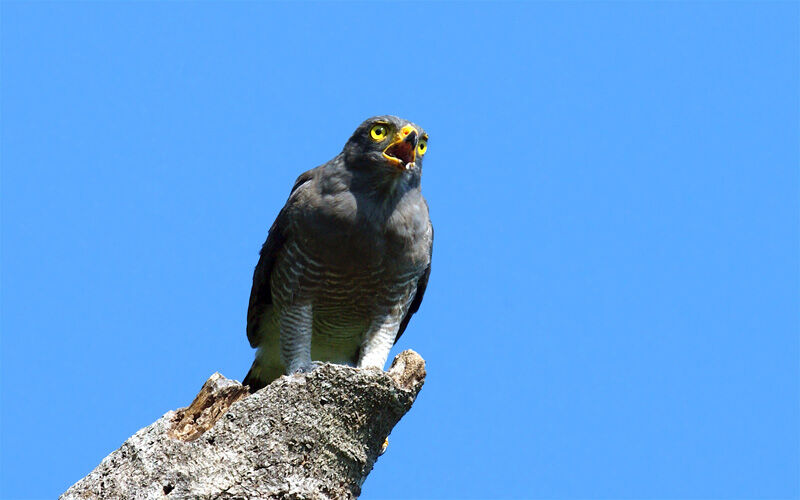 Roadside Hawkadult