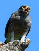 Roadside Hawk