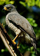 Roadside Hawk