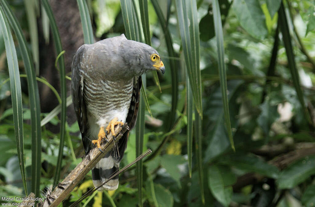 Roadside Hawkadult, close-up portrait