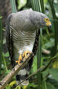 Roadside Hawk