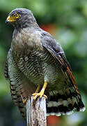 Roadside Hawk