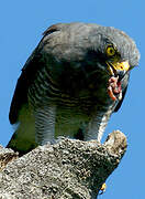 Roadside Hawk