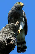 Roadside Hawk