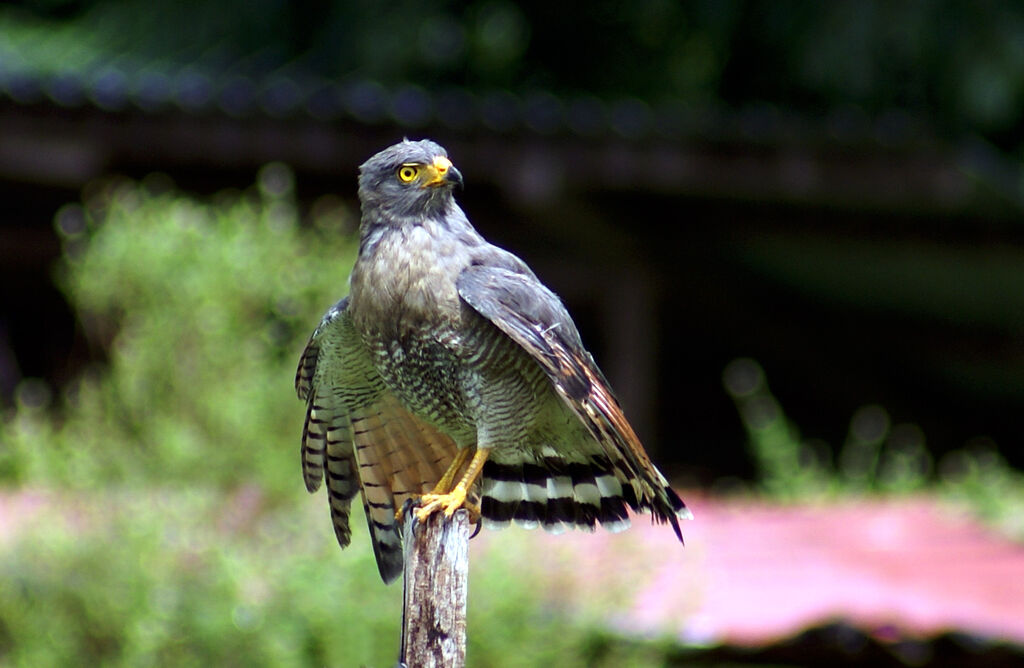 Roadside Hawk, identification