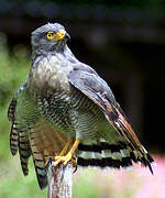 Roadside Hawk