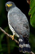 Roadside Hawk