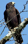 Zone-tailed Hawk