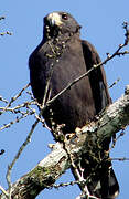 Zone-tailed Hawk