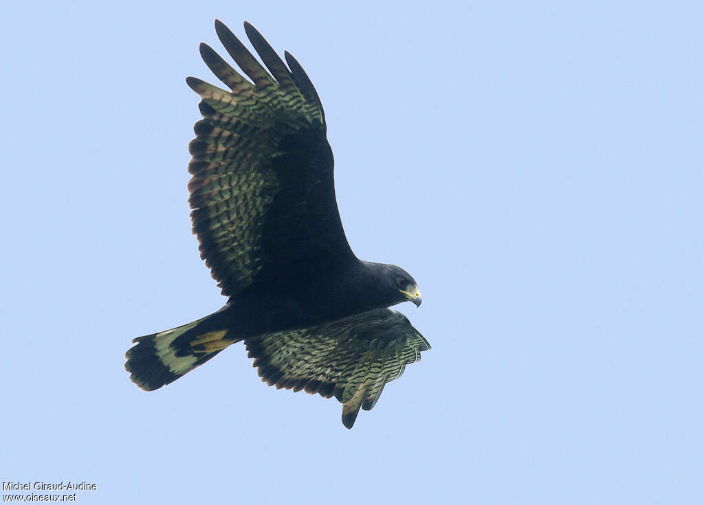 Zone-tailed Hawkadult, Flight