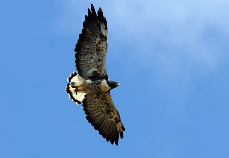 White-tailed Hawksubadult, Flight