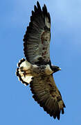 White-tailed Hawk