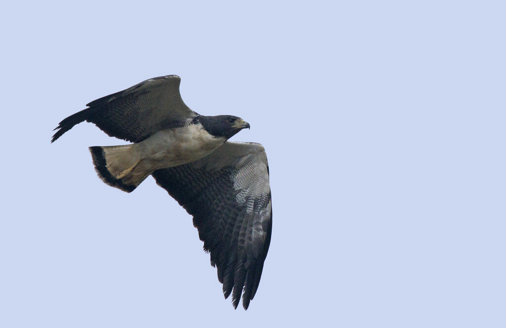 White-tailed Hawkadult