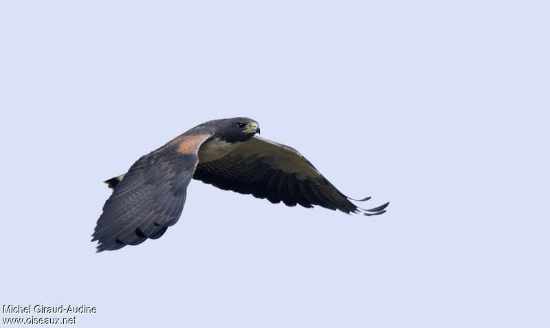 White-tailed Hawkadult, Flight