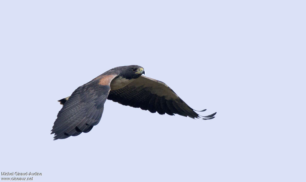 White-tailed Hawkadult, Flight