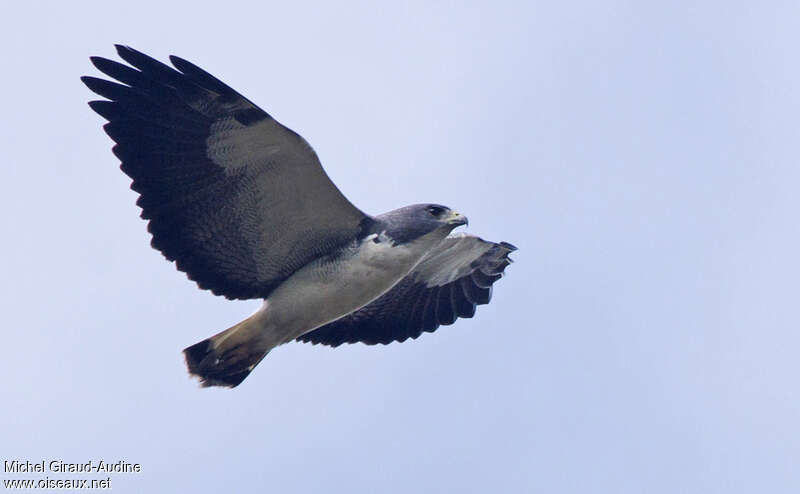 White-tailed Hawkadult, Flight