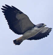 White-tailed Hawk