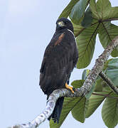 White-tailed Hawk