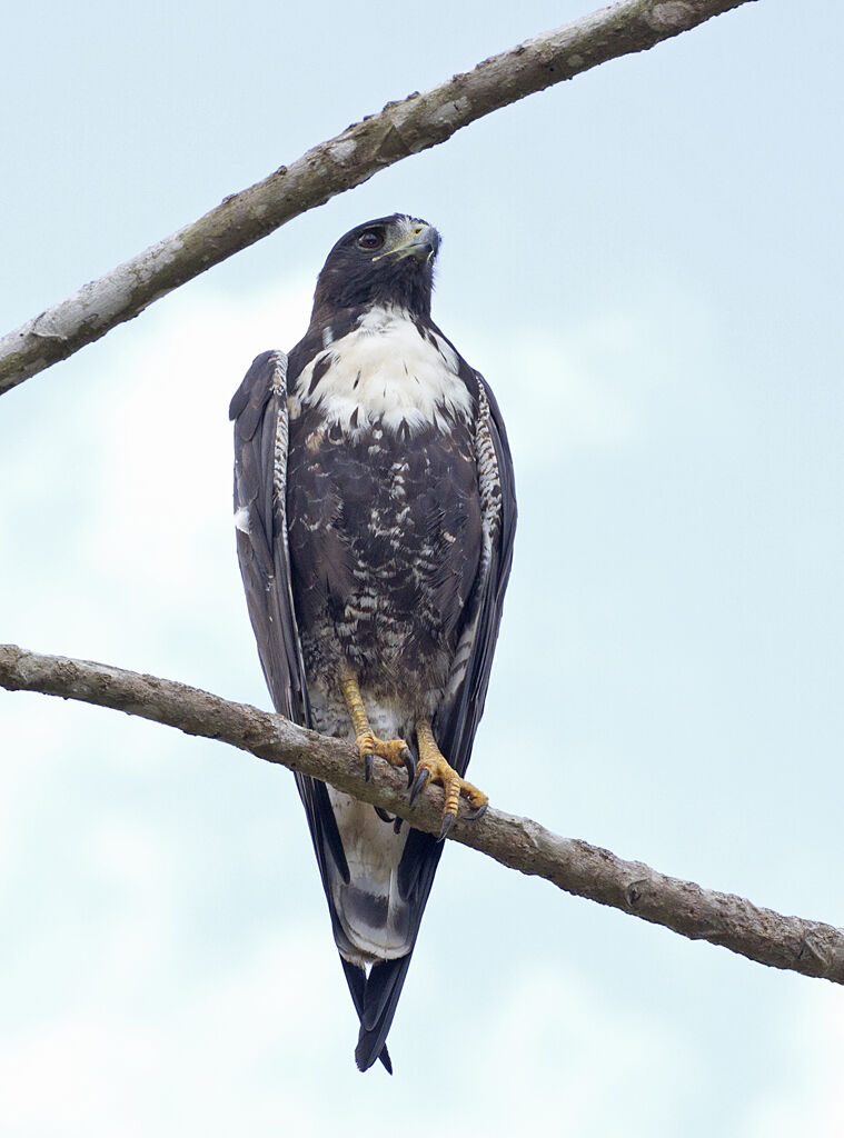 White-tailed Hawk